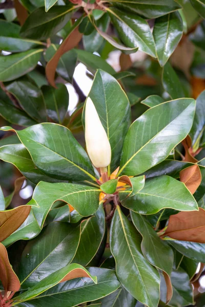 Květ Magnolia Grandiflora Jižní Magnólie Nebo Býčí Záliv Strom Čeledi — Stock fotografie
