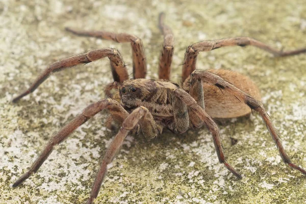 Closeup One Largest European Wolf Spiders Hogna Radiata Living Mediterranean — Stock Fotó