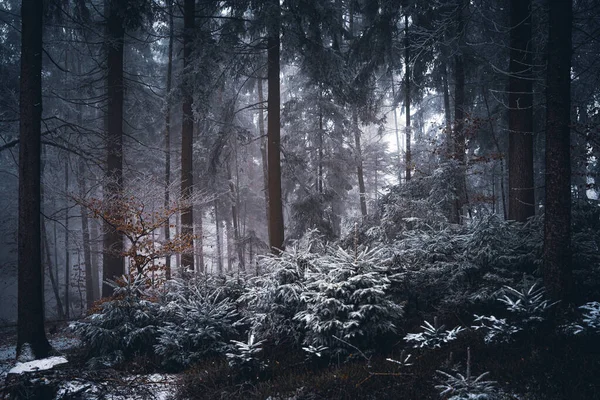 Floresta Bayern Inverno — Fotografia de Stock