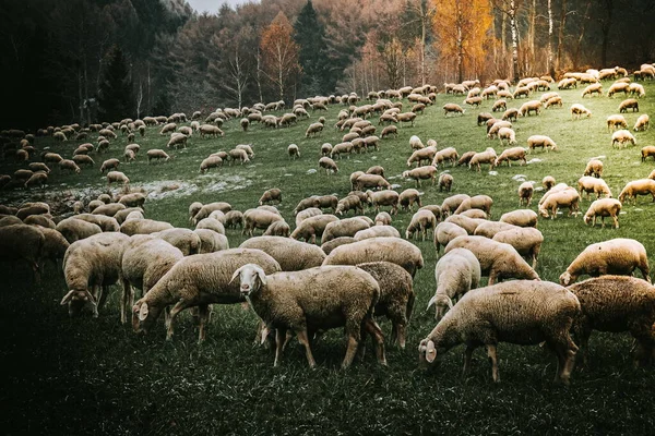 Kudde Schapen Een Weide — Stockfoto