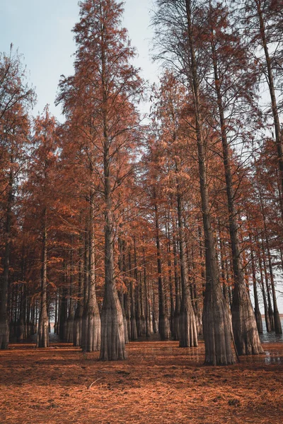 Beau Paysage Avec Lac Dans Parc — Photo