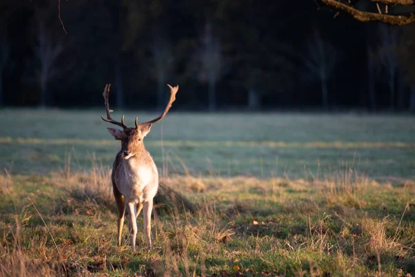 Gros Plan Cerf — Photo