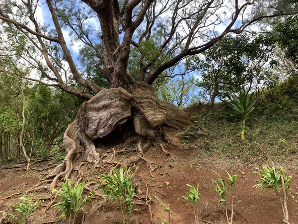 Grand Vieil Arbre Aux Racines Noueuses Oahu Hawaï — Photo