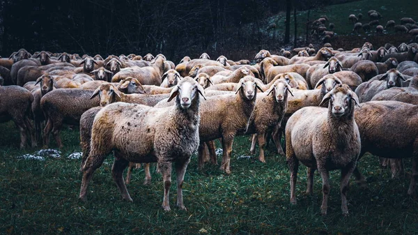 Schafherde Auf Einer Weide — Stockfoto