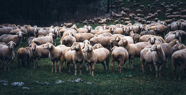 群羊在草地上 — 图库照片