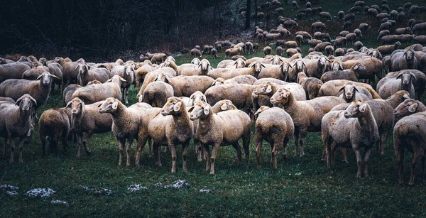 Hjorden Får Äng — Stockfoto