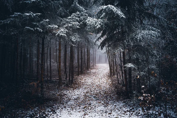 冬のバイエルン州に森林 — ストック写真