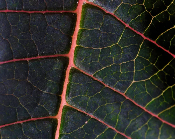 Vue Rapprochée Des Feuilles Poinsettia Rouge — Photo