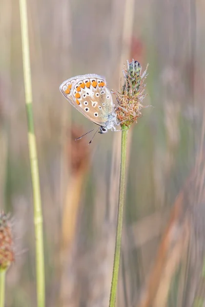 Niebieski Motyl Icarus Liściu Polyommatus Icarus — Zdjęcie stockowe