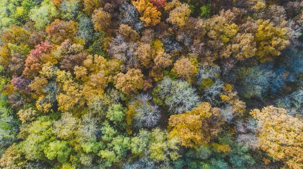 Widok Lotu Ptaka Las Drzewami Jesiennym Parku — Zdjęcie stockowe