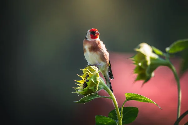 Foto Del Cardellino Del Cardellino Nel Giardino Caccia Girasoli Ritratto — Foto Stock