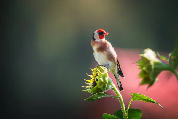 Saka Kuşu Ispinozun Bahçede Ayçiçeği Ararken Çekilmiş Fotoğrafları Saka Kuşu — Stok fotoğraf