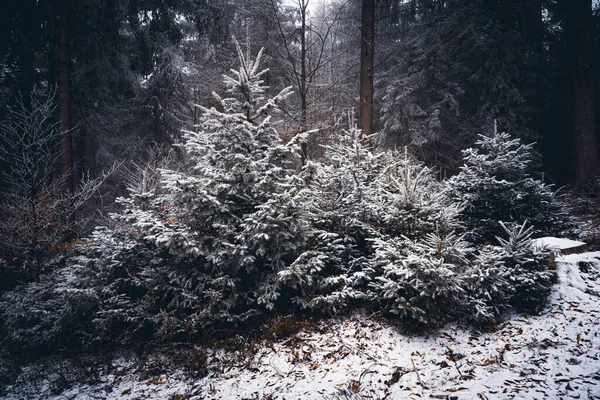 Wald Bayern Winter Mit Blauem Nebel Abend Mit Nebel Und — Zdjęcie stockowe