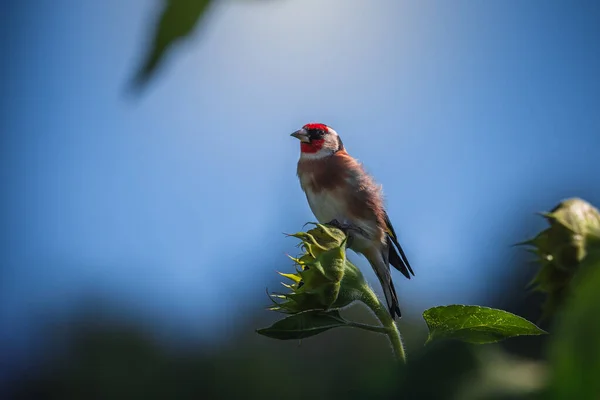 Fotos Goldfinch Goldfinch Jardim Que Forrageia Para Girassóis Retrato Goldfinch — Fotografia de Stock