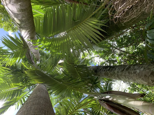 ヤシの木があるジャングルの低角度のショット オアフ島 ハワイ — ストック写真