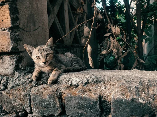 Кіт Сидить Камені — стокове фото