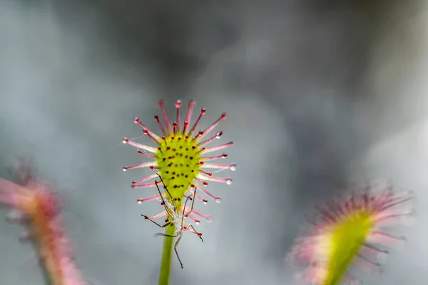 Güneş Işığı Çiçeği Yakın Drosera Intermedya — Stok fotoğraf