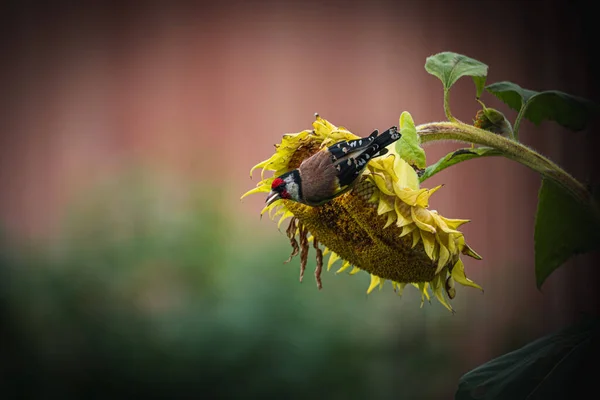 Fotos Goldfinch Goldfinch Jardim Que Forrageia Para Girassóis Retrato Goldfinch — Fotografia de Stock