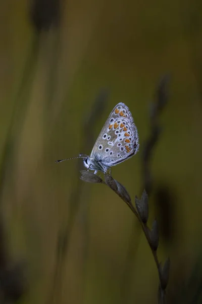 Blauer Ikarus Schmetterling Auf Blatt Polyommatus Icarus — Stockfoto