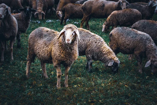 Bir Çayır Koyun Sürüsü — Stok fotoğraf