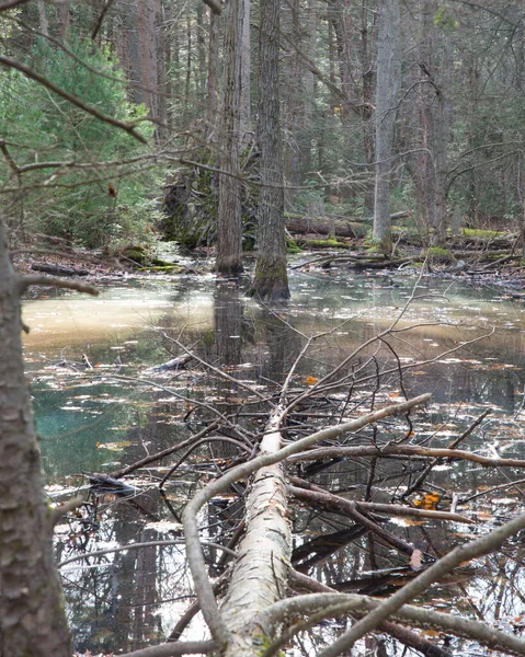 Jezioro Lesie Jesienią — Zdjęcie stockowe