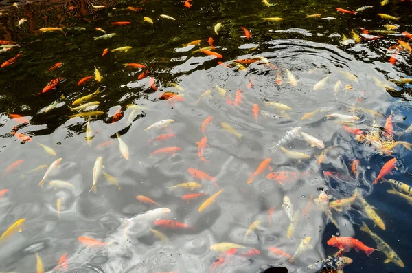 Ikan Koi Kolam — Stok Foto