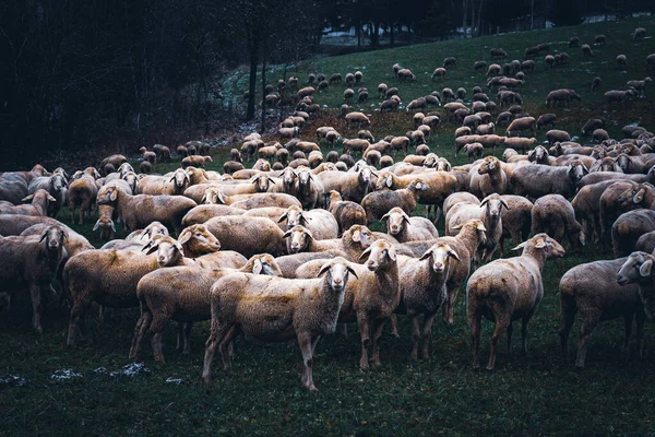 Bir Çayır Koyun Sürüsü — Stok fotoğraf