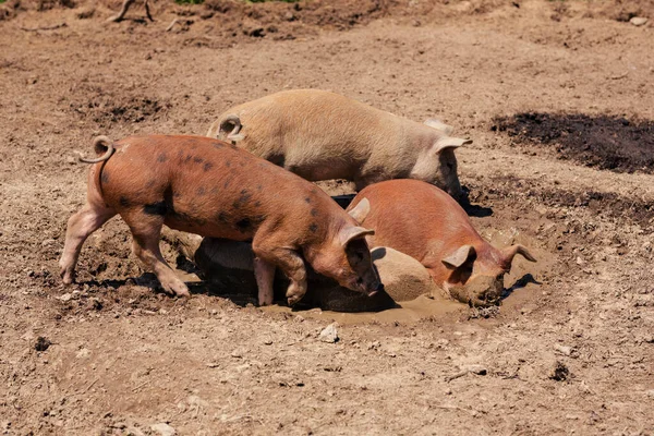 Grupo Cerdos Explotación — Foto de Stock
