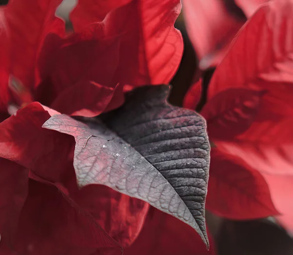 Nahaufnahme Der Blätter Des Roten Weihnachtssterns — Stockfoto