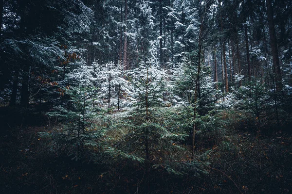 Wald Bayern Winter Mit Blauem Nebel Abend Mit Nebel Und — Stockfoto