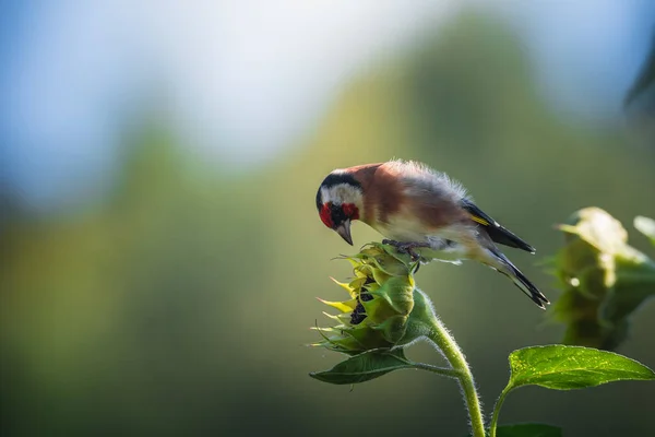 Fotos Goldfinch Goldfinch Jardim Que Forrageia Para Girassóis Retrato Goldfinch — Fotografia de Stock