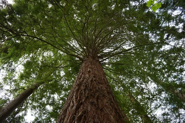 Äste Wald — Stockfoto