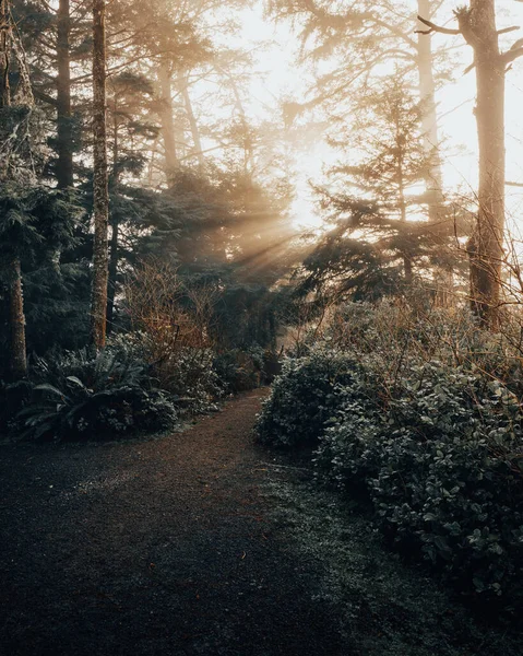 清晨美丽的森林 — 图库照片