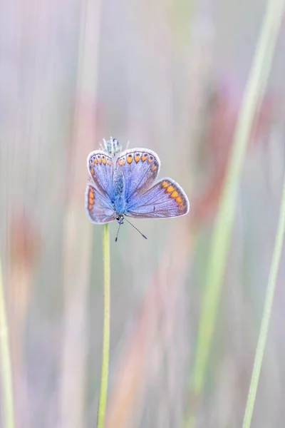 Niebieski Motyl Icarus Liściu Polyommatus Icarus — Zdjęcie stockowe