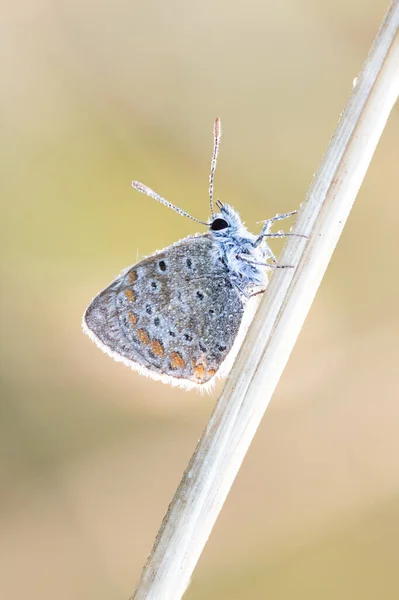 Niebieski Motyl Icarus Liściu Polyommatus Icarus — Zdjęcie stockowe