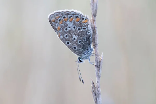 나뭇잎에 일반적 푸른색의 이카루스 Polyommatus Icarus — 스톡 사진