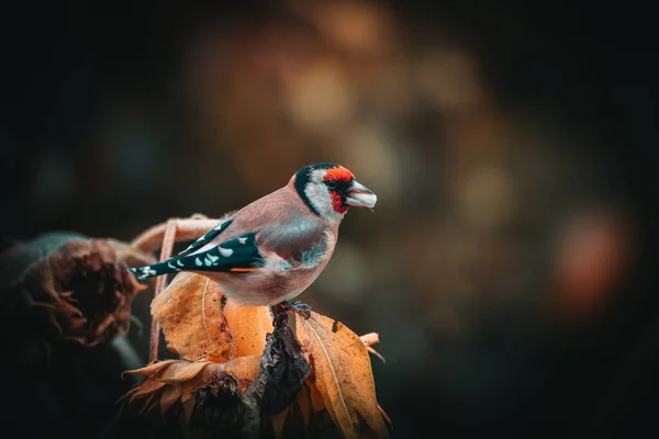 Foto Del Cardellino Del Cardellino Nel Giardino Caccia Girasoli Ritratto — Foto Stock