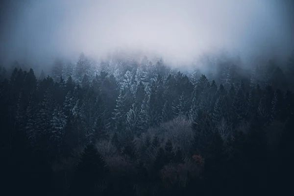 Wald Bayern Winter Mit Blauem Nebel Abend Mit Nebel Und — Stockfoto