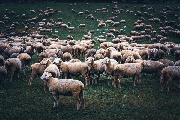 Schafherde Auf Einer Weide — Stockfoto