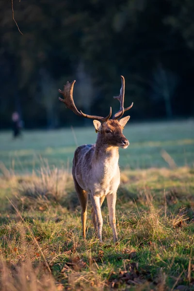 Closeup Shot Deer — Stock Photo, Image