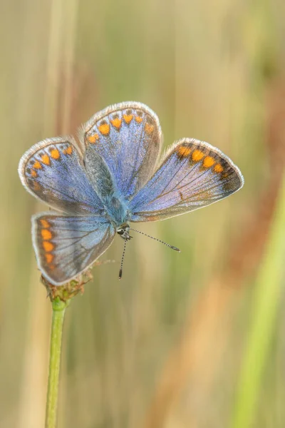 Papillon Icarus Bleu Commun Sur Feuille Polyommatus Icarus — Photo