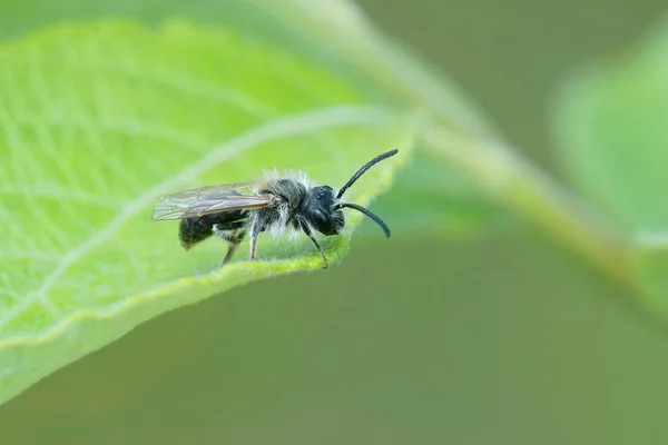 Closeup Cute Small Male White Haired Mining Bee Andrena Sitting — Photo