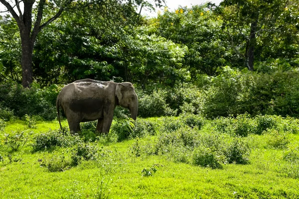Слон Зоопарку — стокове фото