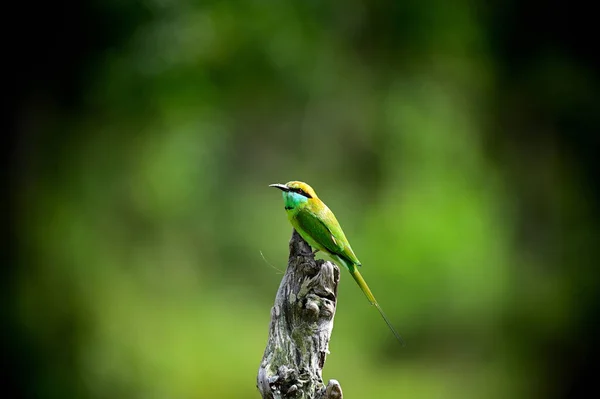 Oiseau Est Assis Sur Une Branche Arbre — Photo