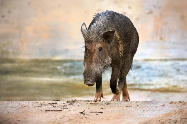 森の中の茶色の豚のクローズアップショット — ストック写真