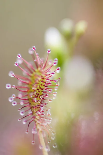Soldagg Blomma Närbild Drosera Intermedia — Stockfoto