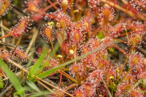 Flor Del Rocío Del Sol Cerca Drosera Intermedia —  Fotos de Stock