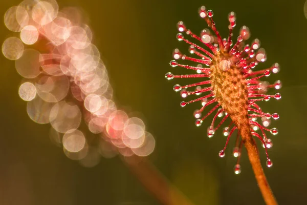 Квітка Сандвіна Крупним Планом Інтермедіа — стокове фото