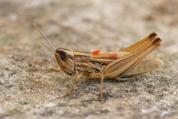 Closeup Adult Jersey Grasshopper Euchorthippus Elegantulus Whith Orange Egg Parasite — Stock fotografie