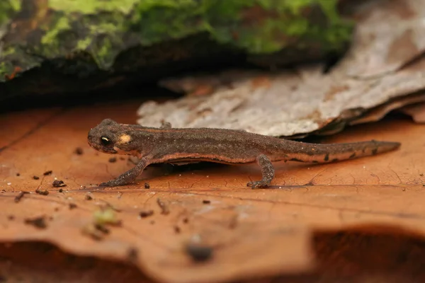 Closeup Juvenile Terrestrial Northern Banded Newt Ommatotriton Ophryticus Typical Yellow —  Fotos de Stock